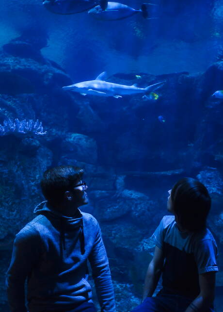 Nice american buddies superstud Blake Mitchell and young Cole Claire ride a cock with fisting