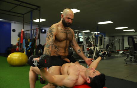 Der amerikanische haarige Bär Atlas Grant und der kräftige Sir Jet lieben sich